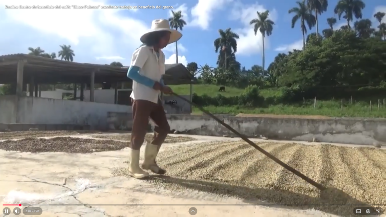 Realiza Centro de beneficio del café: “Cinco Palmas” excelente trabajo en beneficio del grano