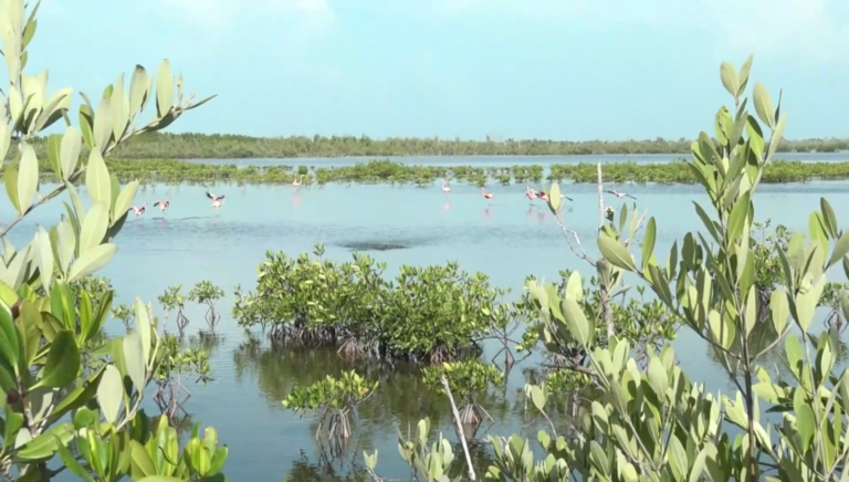 Desarrollan en comunidades costeras niquereñas actividades por el Día Internacional de los Humedales