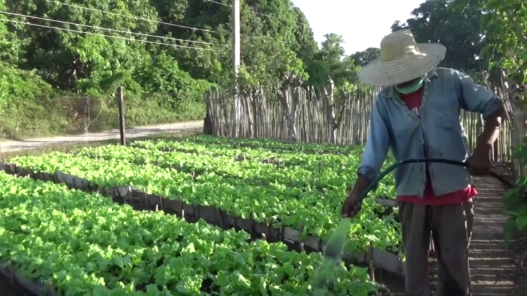 Campesino medialunero contribuye de manera notable al consumo de hortalizas en su comunidad
