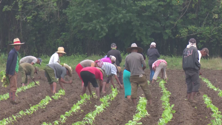 Polos Productivos de Granma recibirán especial atención para garantizar producciones