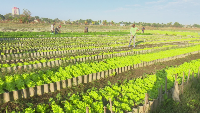 Responden sindicalistas de Granma al llamado para la producción de alimentos