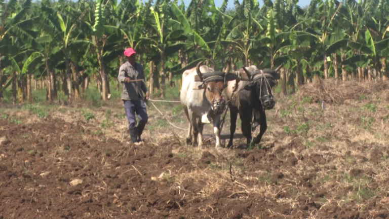 Campesinos de la CPA Celia Sánchez, preparan tierras para cultivo campaña de Primavera