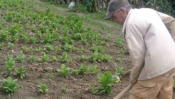 Eventuales en el surco, ¿desprotegidos mañana?