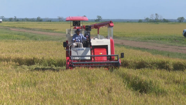 Inició cosecha Proyecto arrocero “TB Agri Conectando Viet Nam con Cuba”