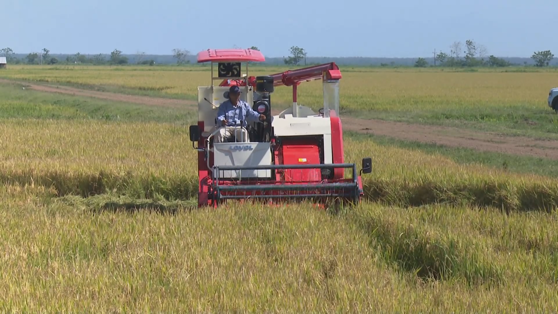 Inició cosecha Proyecto arrocero “TB Agri Conectando Viet Nam con Cuba”