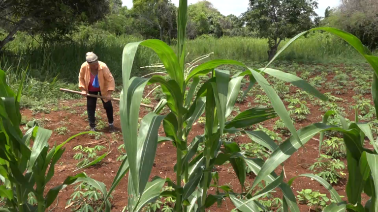 Muestra resultados satisfactorios finca “Mi familia”” en Niquero