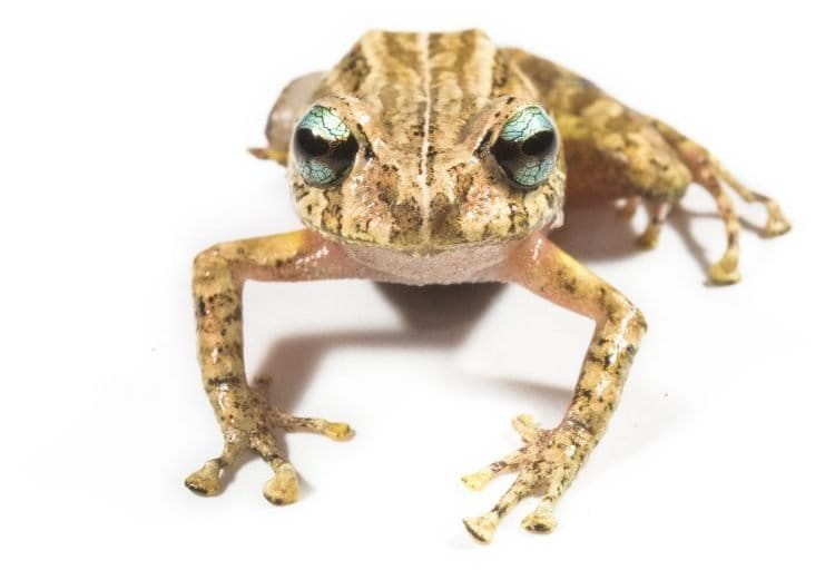 Descubren nueva especie de rana en la Cordillera del Cóndor, Ecuador