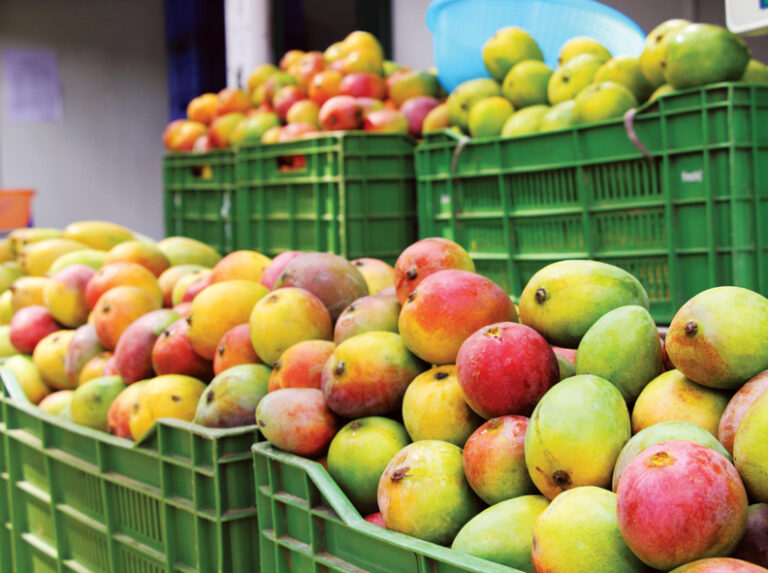 De nuevo, el desafío del mango en Granma