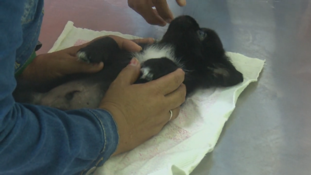Veterinarios y especialistas de higiene y epidemiología realizan acciones