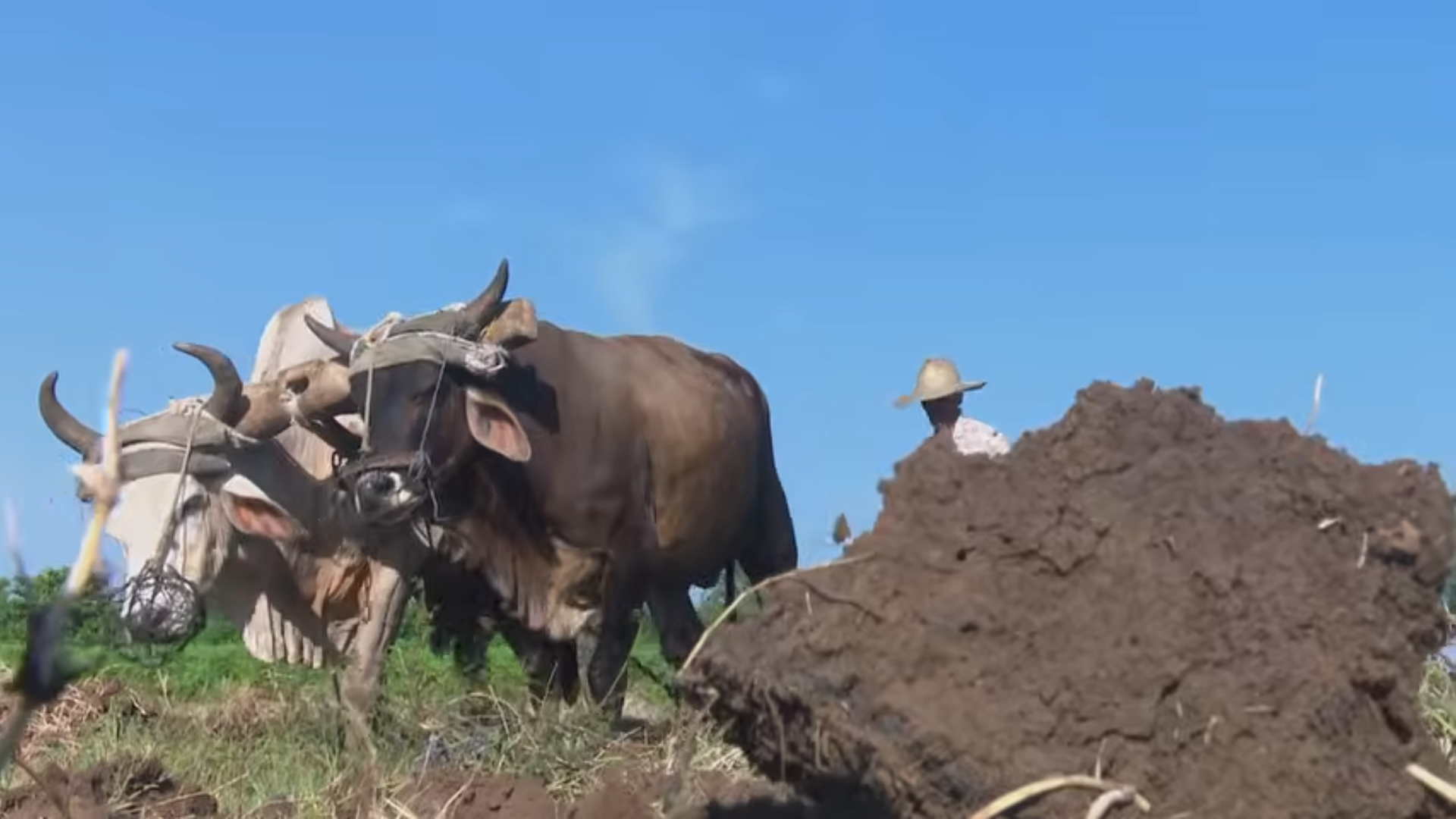 Mantienen vitalidad productiva de la finca “Los Yirá” con métodos tradicionales