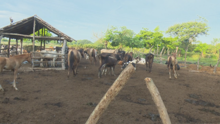 Finca ¨El Vaquerito¨ destaca entre las de su tipo en la capital granmense