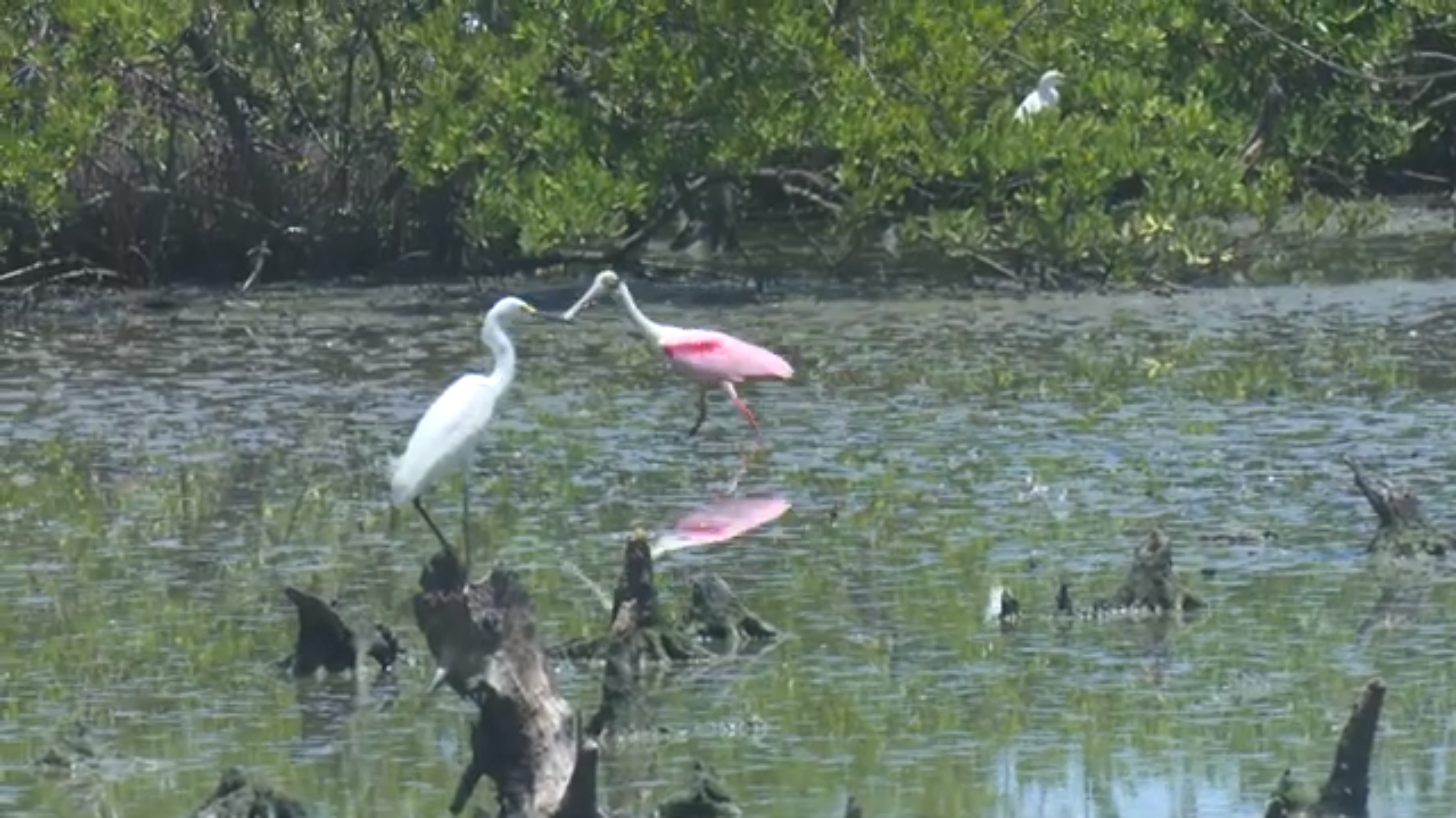 Posee más de 60 mil hectáreas terrestres y marinas el ecosistema Delta del Cauto.