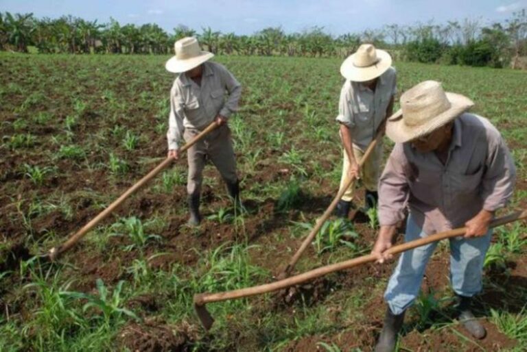 Campesinos dan visto bueno a trasformaciones en el agro cubano