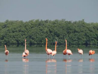 Refugio de fauna Delta del Cauto, una opción interesante