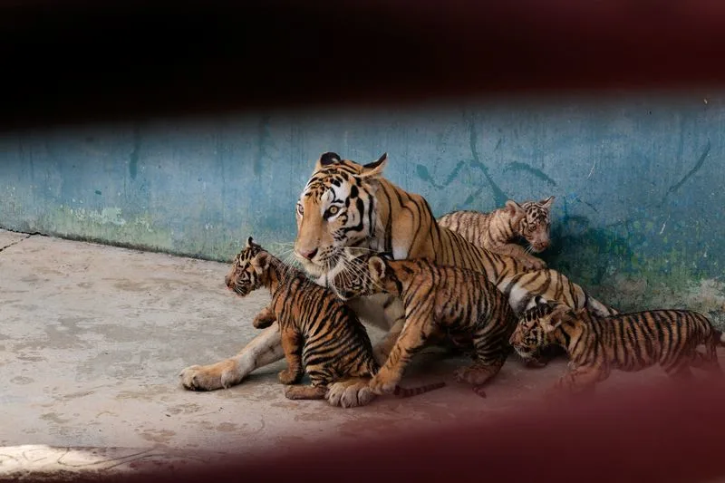 Nacen cuatro cachorros de tigre de Bengala en el Zoológico Nacional de Cuba