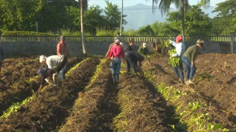 Realizan campesinos granmenses labores productivas en vísperas al centenario de Fidel Castro