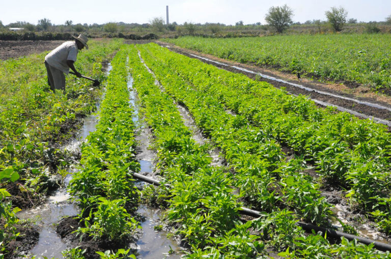 Agricultores granmense se alistan para comenzar siembras de cultivos varios en campaña de frío