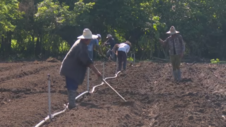 Prevén tabacaleros granmenses acopiar unas 440 toneladas de la hoja