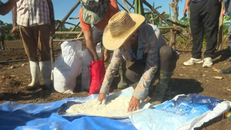Prevén tabacaleros granmenses acopiar unas 440 toneladas de la hoja