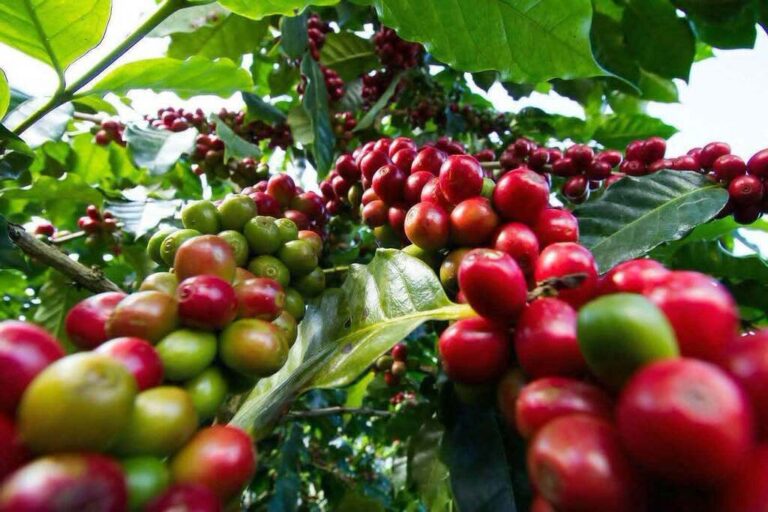 Exportaciones de café dominan ingresos del sector agrícola de Etiopía