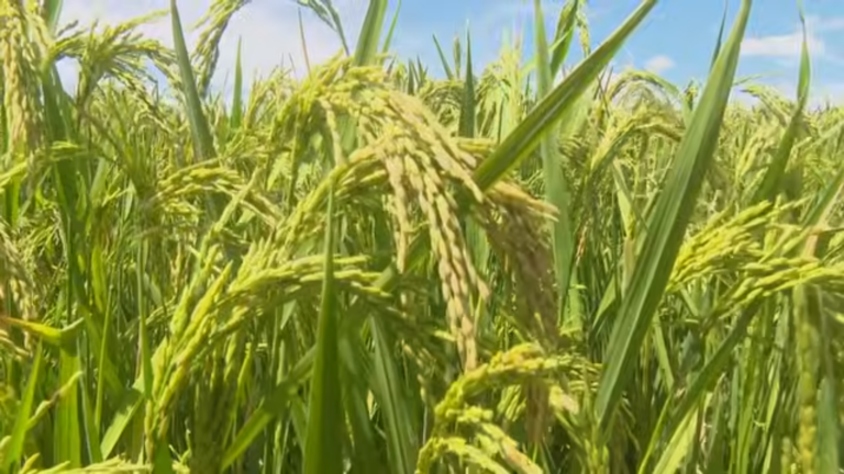 Impulsan en Granma proyecto vietnamita para la siembra de arroz