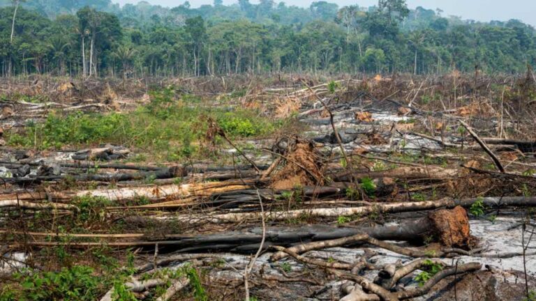 Amazonía colombiana perdió más de mil hectáreas en segundo trimestre